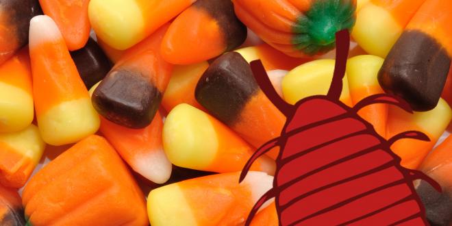 A pile of candy corn. It's nice and shiny, because it has bug secretions.