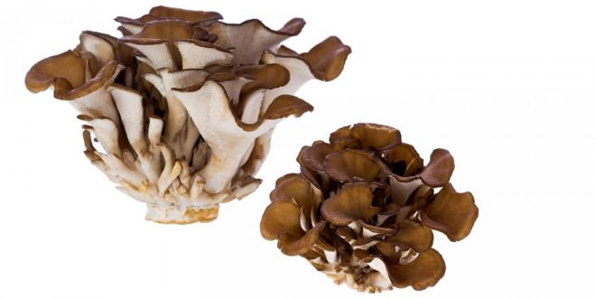 Medicinal Mushrooms Boost Immunity